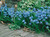 Scilla Siberica