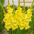 Gladiolus Gladdies Luna