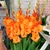 Gladiolus Gladdies Jenny