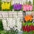 Gladiolus Gladdies Collection