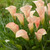 Zantedeschia 'Auckland'
