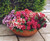 Petunia Pirouette Mix