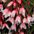 Begonia Starshine Apple Blossom (Garden Ready)