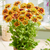 Rudbeckia Enchanted Collection