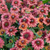 Rudbeckia Enchanted Collection