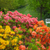 Azalea deciduous Mix
