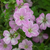 Geranium 'Mavis Simpson'