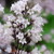 Penstemon digitalis Huskers Red