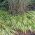 Hakonechloa macra 'Aureola'