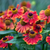 Helenium 'Red Jewel'