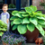 Hosta 'Sum and Substance'