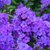 Phlox paniculata Premium Collection