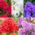 Phlox paniculata Premium Collection