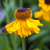 Helenium Premium Collection
