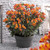 Alstroemeria Summer Paradise Collection (3)