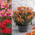 Alstroemeria Summer Paradise Collection (3)