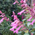Salvia Wish Collection (9cm)