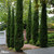 Cupressus sempervirens 'Totem'