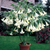 Datura Collection (3)
