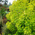 Cotinus coggyrgria 'Golden Spirit'