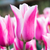Tulip 'Sanne'