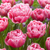 Tulip Aveyron