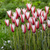 Tulip Clusiana Collection