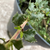 Ceanothus 'Blue Jeans'