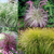 Pennisetum Collection (4)