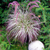 Pennisetum Collection (4)
