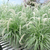Pennisetum Collection (4)