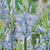 Camassia leichlinii 'Blue Heaven'