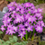 Chionodoxa luciliae 'Violet Beauty'