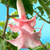 Datura Double Pink