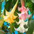Datura Double Collection