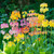 Primula Candelabra Mix