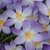 Crocus tommasinianus