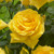 Buy Rose 'Apollo' at jparkers.co.uk