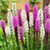 Liatris spicata 'Alba'