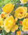 Rose 'Arthur Bell' 2L