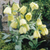 Fritillaria pallidiflora