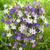 Triteleia Mix