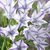 Triteleia Foxy