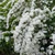 Spiraea arguta 2L
