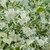 Philadelphus coronarius Variegatus 2L