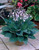 Hosta 'Hyacinthina'