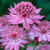 Astrantia Collection x3