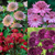 Astrantia Collection x3
