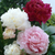 Peony Double Collection