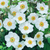 Anemone japonica Collection (4)